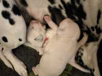 WhatsApp-Image-2024-10-06-at-09.53.21-1