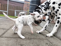 IMG_20241029_095758_1