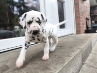 IMG_20241101_110752_1