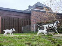 IMG_20241109_145648_2