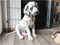 IMG_20241117_141138_1