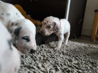 IMG_20250121_112706_web