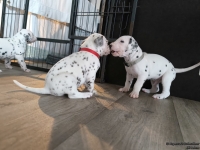 IMG_20250122_134227_web