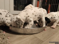 IMG_20250124_180559_web