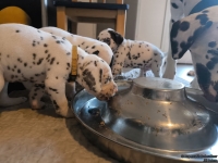 IMG_20250128_111746_web