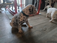 IMG_20250201_151744_web