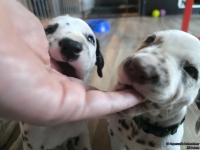 IMG_20250201_152511_web