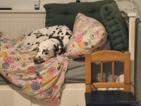 IMG_20250203_233459_web