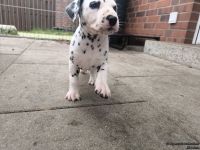 IMG_20250204_091132_web