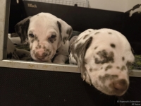 IMG_20250204_173233_web