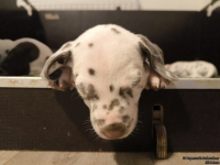 IMG_20250204_172924_web