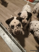 IMG_20250205_075941_web