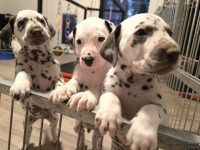 IMG_20250206_175155_web