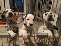 IMG_20250206_175206_web