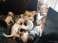 IMG_20250208_110930_web