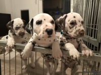 IMG_20250208_212306_web