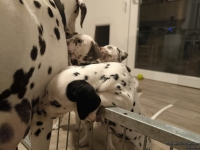 IMG_20250208_213753_web