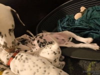 IMG_20250208_215458_web