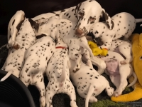 IMG_20250209_082242_web