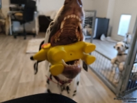 IMG_20250209_084039_web