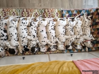 IMG_20250215_130728_web