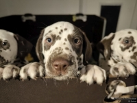 IMG_20250225_200725_1_web