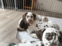 IMG_20250224_145510_web