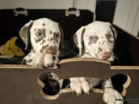 IMG_20250225_200629_web