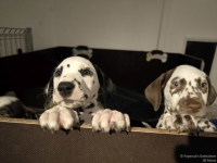 IMG_20250225_200652_web