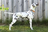 ZZP_Papercuts-Artwork