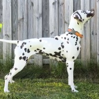 ZZP_Papercuts-Artwork