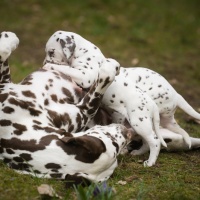 Weltbeste Leeloo-Mama 