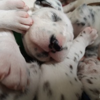 IMG_20230325_091135_1