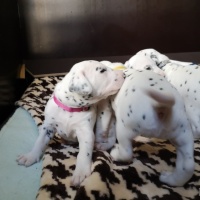 IMG_20230327_132810_1