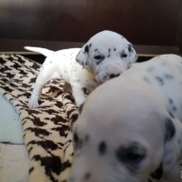 IMG_20230327_132823_1