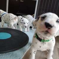 IMG_20230402_142913_1