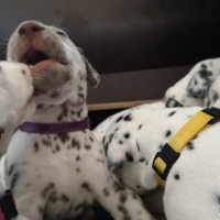 IMG_20230403_134253_1