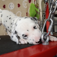 IMG_20230403_134356_1