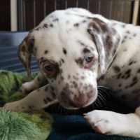 IMG_20230407_180411_1