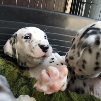 IMG_20230407_180518_1