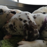 IMG_20230407_180523_1