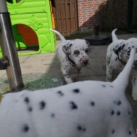 IMG_20230409_152103_1