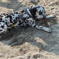 49c4faab-eea7-47e8-9219-bfda211dc8e1