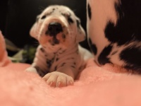 IMG_20241017_193430_1