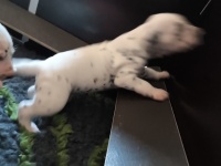 IMG_20241018_174329_1