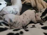 WhatsApp-Image-2024-10-15-at-20.52.56-2