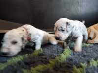 WhatsApp-Image-2024-10-15-at-20.53.57-2