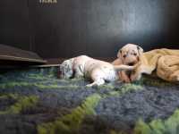 WhatsApp-Image-2024-10-15-at-20.53.57-7