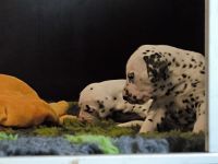 IMG_20241021_134211_1000