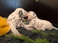 IMG_20241021_134918
